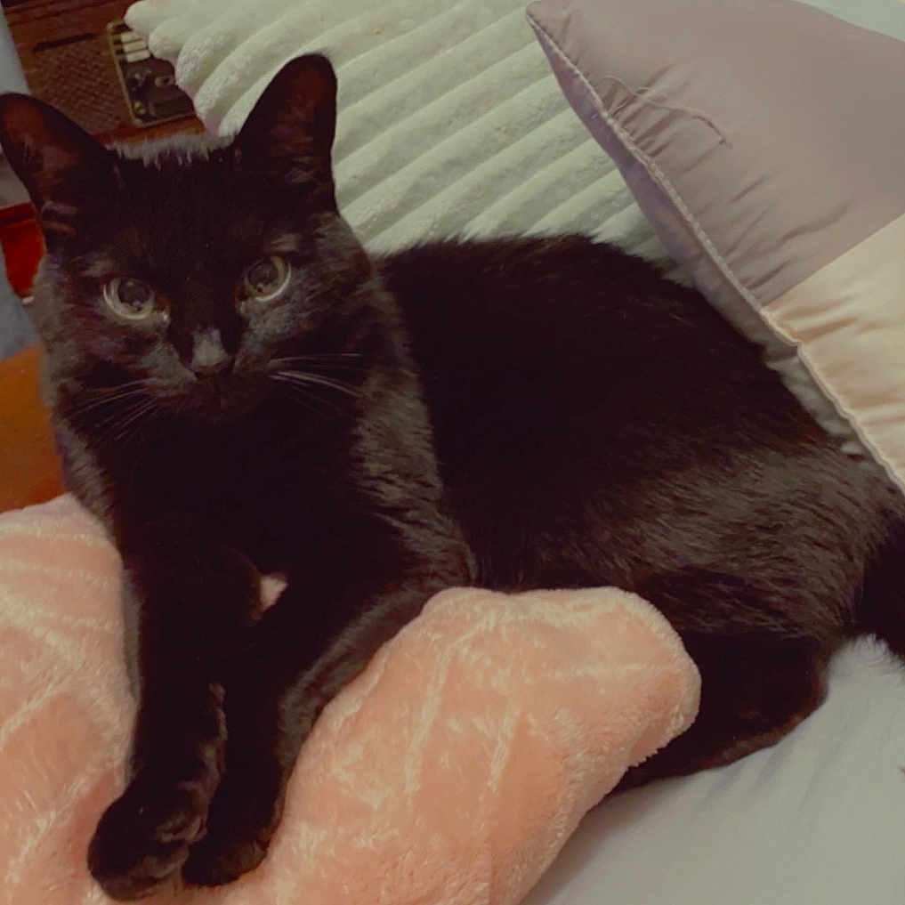 Pepper joined the competition — help win amazing prizes! black_cat, cat, pet, indoor, blanket, cushion, furniture, relaxing, animal, fur, whiskers, tail, cozy, home, looking, resting, soft_texture, domestic_cat, cute, comfort