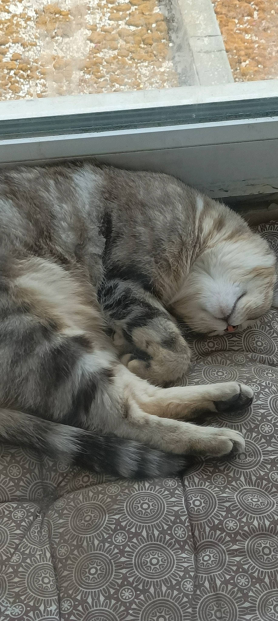 Ouija a rejoint le concours — aidez-le/la à gagner de superbes lots ! carnivore, cat, claw, comfort, domestic_short_haired_cat, fawn, felidae, flooring, fur, grey, nap, paw, sleep, small_to_medium_sized_cats, snout, tail, terrestrial_animal, whiskers, wood