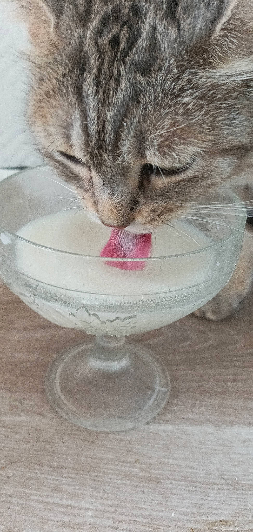 Ouija participe au concours pour gagner de l'argent avec cette photo : carnivore, cat, cat_supply, comfort, dishware, drinking_water, drinkware, eye, fawn, felidae, liquid, paw, pet_supply, plate, serveware, small_to_medium_sized_cats, snout, tableware, tail, whiskers