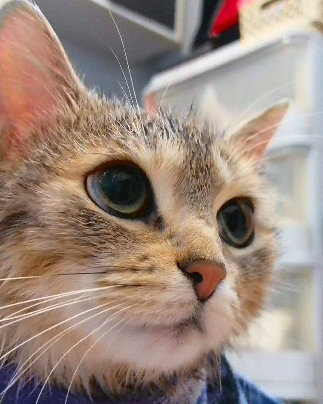 Ouija participe au concours pour gagner de l'argent avec cette photo : carnivore, cat, curious, domestic_short_haired_cat, ear, eye, felidae, fur, plant, small_to_medium_sized_cats, snout, tree, whiskers, window