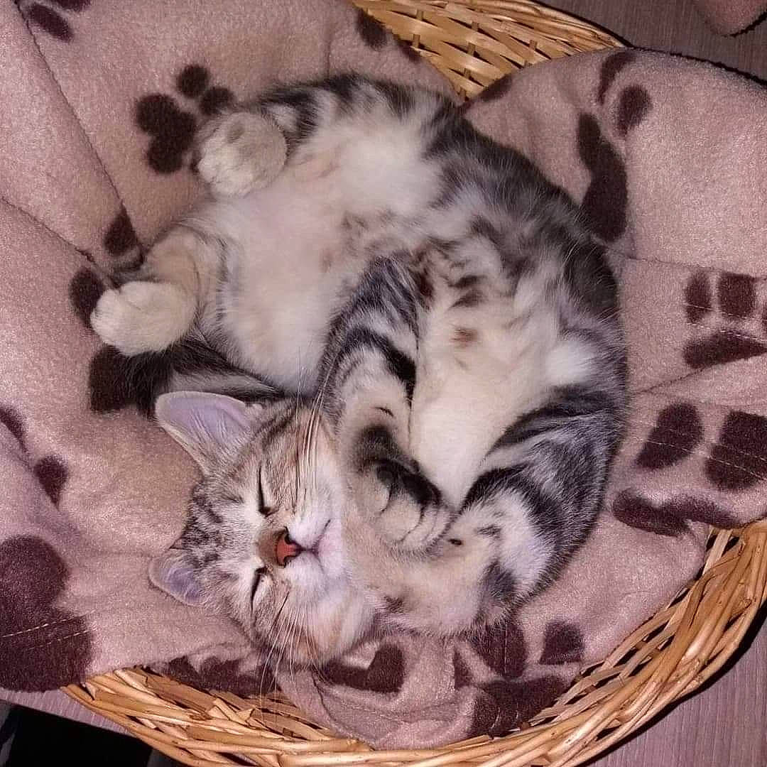 Ouija a rejoint le concours — aidez-le/la à gagner de superbes lots ! carnivore, cat, cat_bed, cat_supply, claw, comfort, domestic_short_haired_cat, felidae, fur, grey, nap, paw, sleep, small_to_medium_sized_cats, square, tail, whiskers, wood