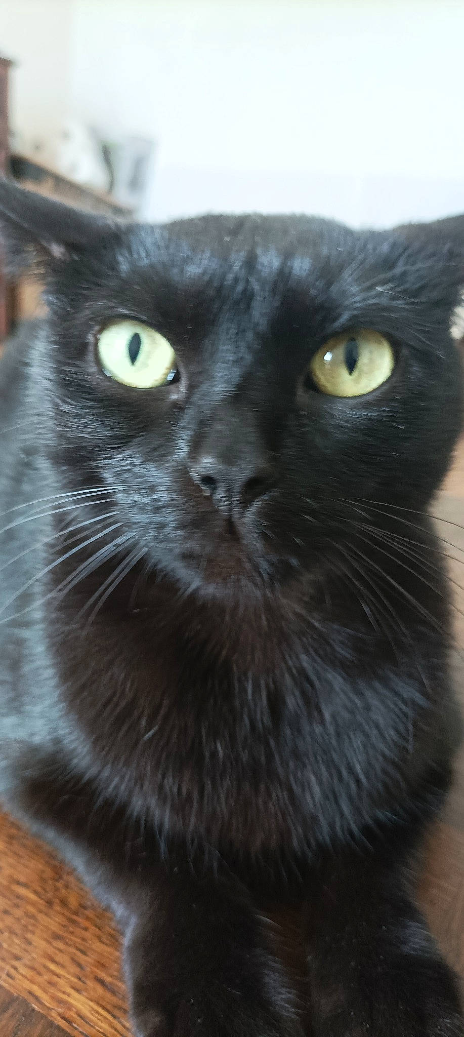 Mistic a rejoint le concours — aidez-le/la à gagner de superbes lots ! black_cat, carnivore, cat, close_up, domestic_short_haired_cat, felidae, fur, grey, iris, small_to_medium_sized_cats, snout, terrestrial_animal, whiskers