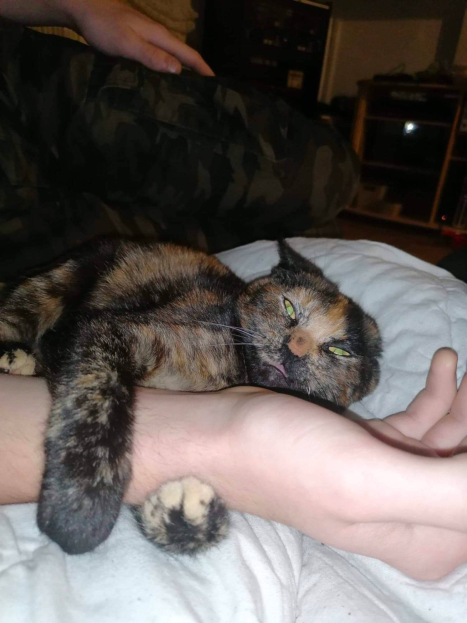 Yukii participe au concours pour gagner de l'argent avec cette photo : canidae, carnivore, cat, chest_of_drawers, claw, comfort, dog_breed, domestic_short_haired_cat, fawn, felidae, fur, human_leg, lap, paw, small_to_medium_sized_cats, snout, tail, television, terrestrial_animal, whiskers