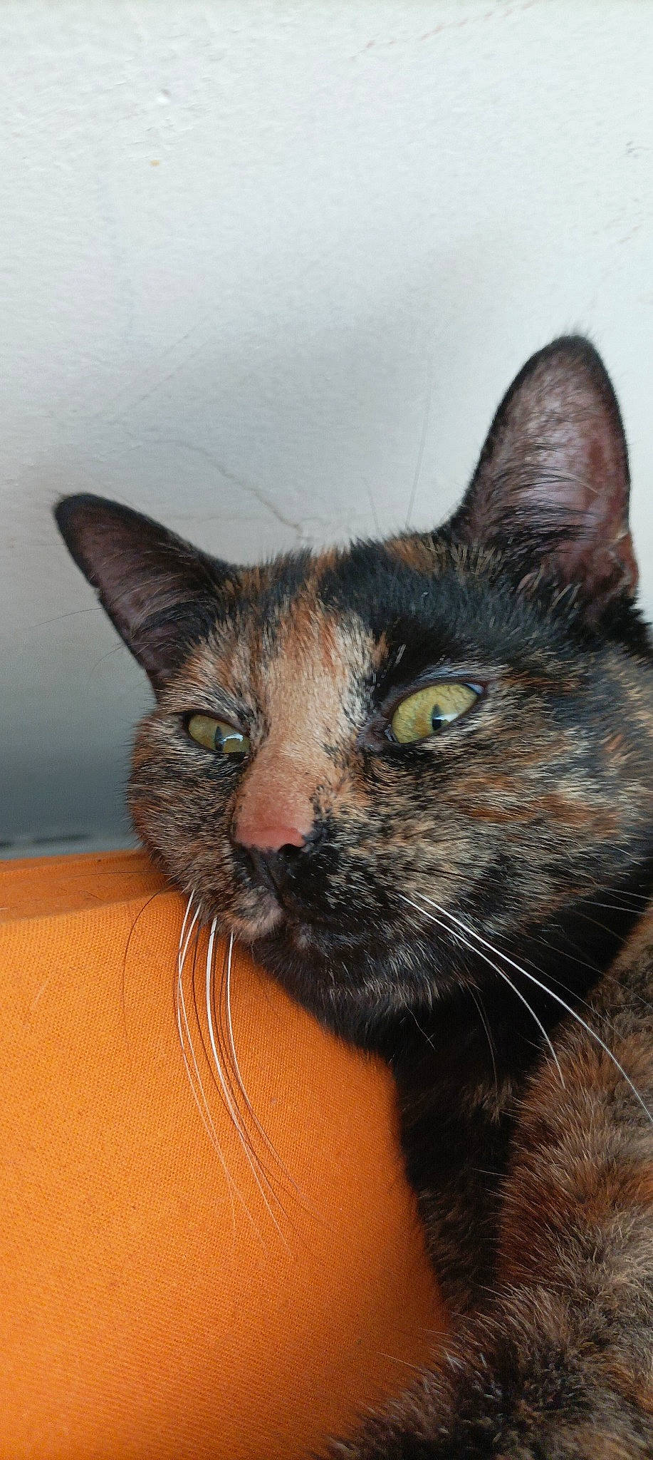 Yukii participe au concours pour gagner de l'argent avec cette photo : brown, carnivore, cat, comfort, domestic_short_haired_cat, ear, eye, felidae, fur, sitting, small_to_medium_sized_cats, terrestrial_animal, whiskers