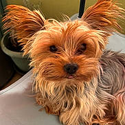Poupy participe au concours pour gagner de l'argent avec cette photo : dog, yorkshire_terrier, pet, animal, fur, ears, tongue, cute, closeup, indoor, chair, resting, small_dog, brown_fur, black_nose, fluffy, portrait, domestic_animal, companion, relaxed