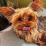 Poupy participe au concours pour gagner de l'argent avec cette photo : dog, yorkshire_terrier, tongue_out, pet, fluffy, small_dog, close_up, cute, animal, fur, ears, indoor, relaxed, face, whiskers, tongue, expression, companion, canine, muzzle