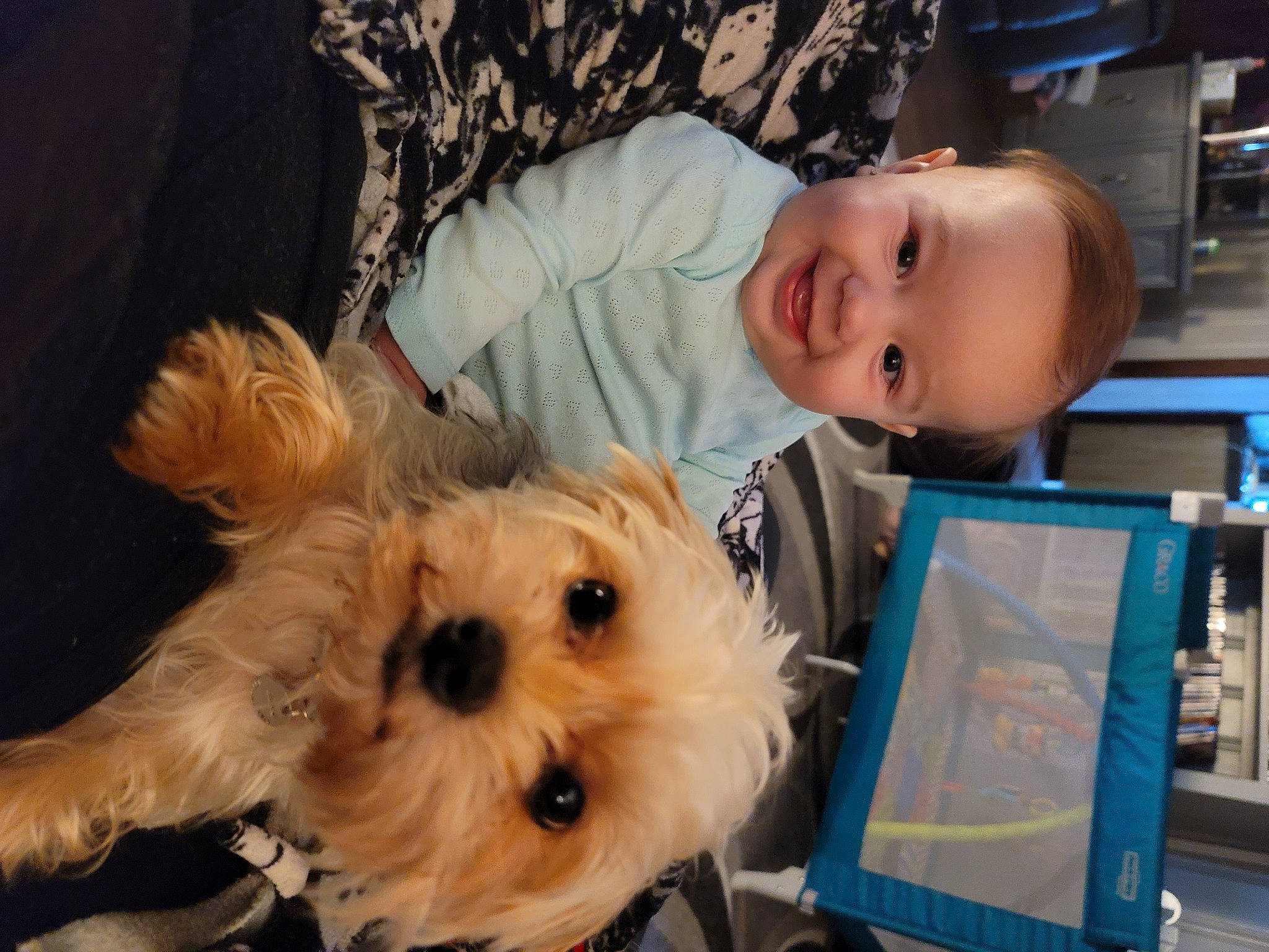 Vera is registered to the contest to win money with this photo: canidae, carnivore, cavachon, cockapoo, companion_dog, dog, dog_breed, eye, havanese, joy, maltepoo, maltese, mammal, morkie, person, poodle_crossbreed, puppy, puppy_love, schnoodle, snout