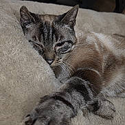 Rocket a rejoint le concours — aidez-le/la à gagner de superbes lots ! cat, feline, paw, stretching, sleepy, relaxed, fur, whiskers, closeup, soft, plush, blanket, indoor, pet, animal, cute, cozy, resting, tabby, mammal