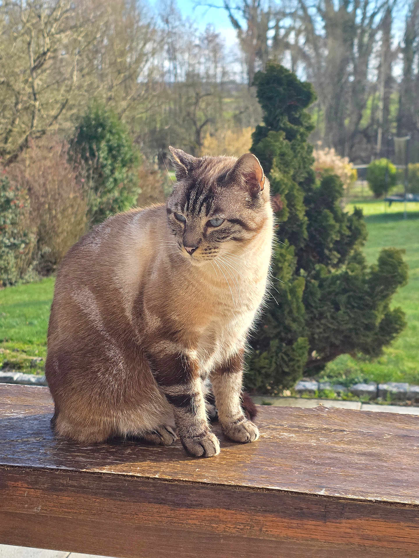 Rocket a rejoint le concours — aidez-le/la à gagner de superbes lots ! cat, outdoor, wooden_surface, greenery, garden, tree, sunlight, animal, pet, feline, sitting, nature, daylight, fur, whiskers, peaceful, blue_eyes, mammal, closeup, background