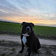 Simba participe au concours pour gagner de l'argent avec cette photo : dog, black_dog, white_chest, sitting, leash, dirt_path, grass, field, sunset, sky, clouds, outdoor, nature, calm, pet, animal, landscape, evening, peaceful, canine