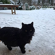 Nitro participe au concours pour gagner de l'argent avec cette photo : black_cat, cat, snow, outdoor, winter, animal, pet, feline, fur, cold, bench, trees, nature, daylight, quiet, footprints, garden, background, wooden_bench, snow_covered