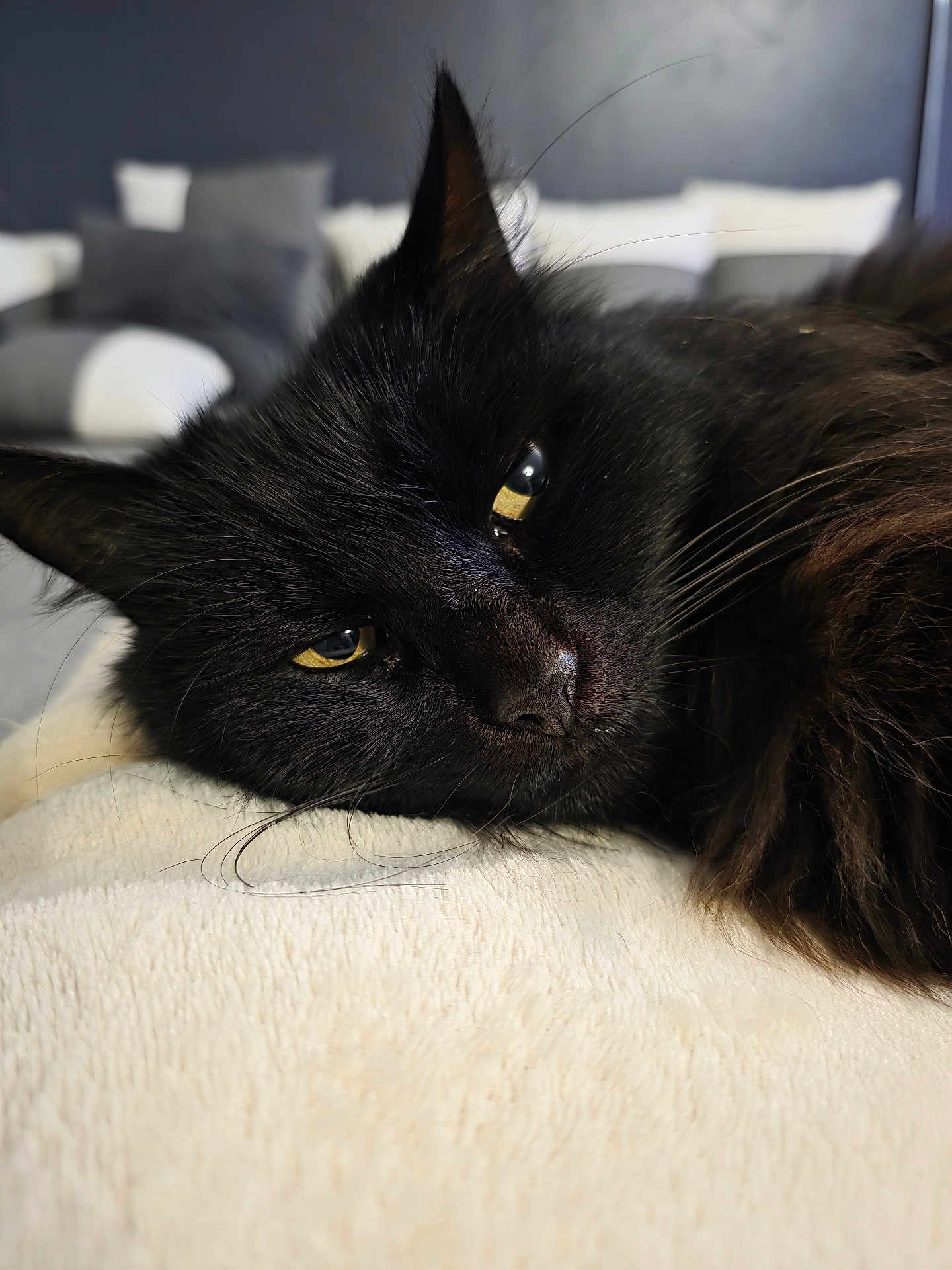 Nitro a rejoint le concours — aidez-le/la à gagner de superbes lots ! cat, black_cat, feline, pet, animal, closeup, portrait, indoor, resting, relaxed, fur, whiskers, eyes, soft, blanket, cozy, home, cute, sleepy, domestic_cat