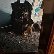 Lucky joined the competition — help win amazing prizes! dog, carpet, indoor, pet, animal, black, brown, wall, box, sitting, furry, small, cute, shadow, floor, domestic, companion, canine, home, furniture