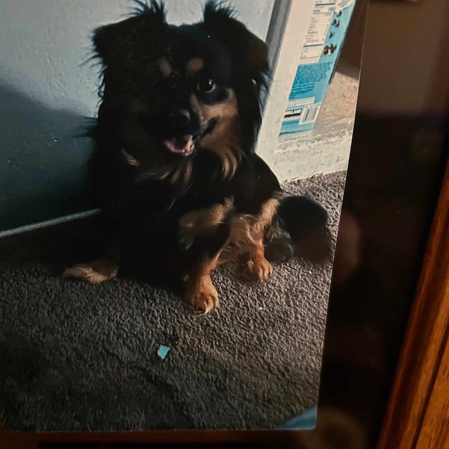 Lucky joined the competition — help win amazing prizes! animal, black, box, brown, canine, carpet, companion, cute, dog, domestic, floor, furniture, furry, home, indoor, pet, shadow, sitting, small, wall