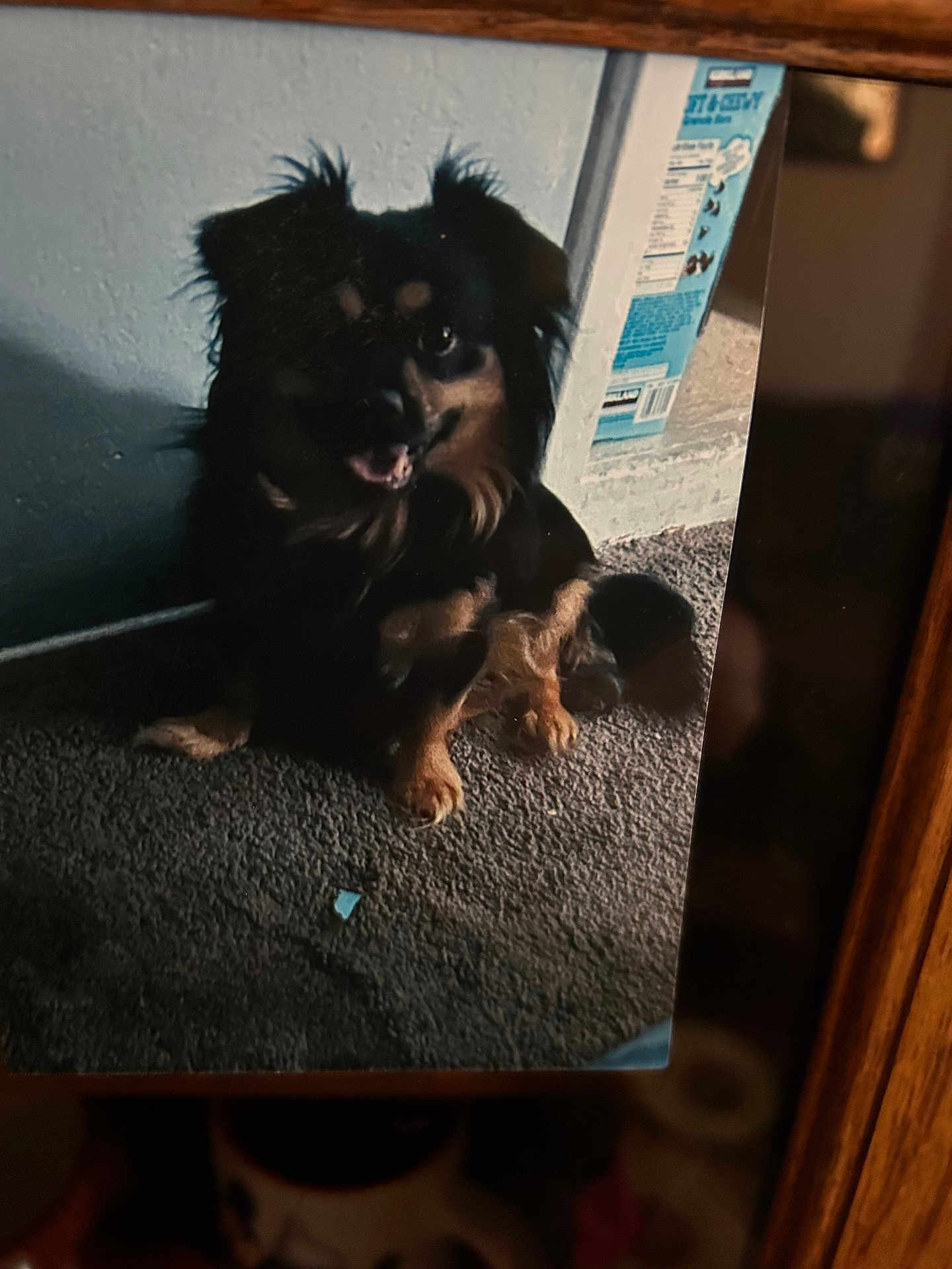 Lucky joined the competition — help win amazing prizes! dog, carpet, indoor, pet, animal, black, brown, wall, box, sitting, furry, small, cute, shadow, floor, domestic, companion, canine, home, furniture