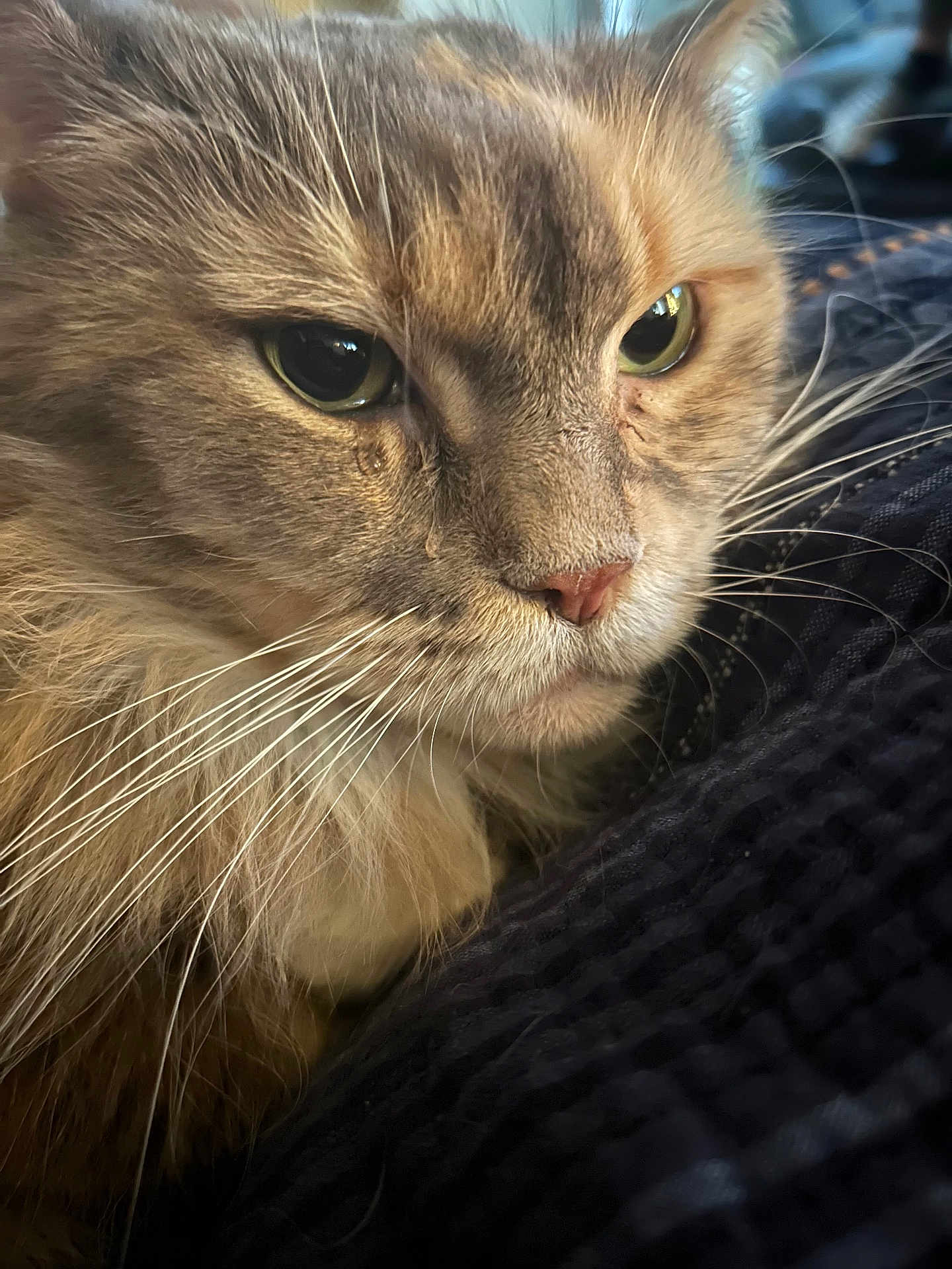 Muffin