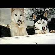 Orky Et Cindy a rejoint le concours — aidez-le/la à gagner de superbes lots ! animal, blue_eyes, canine, cloudy_sky, companions, curious, dog, ears, fur, husky, looking, nature, nose, outdoor, pets, playful, tree, two_dogs, white_dog, winter