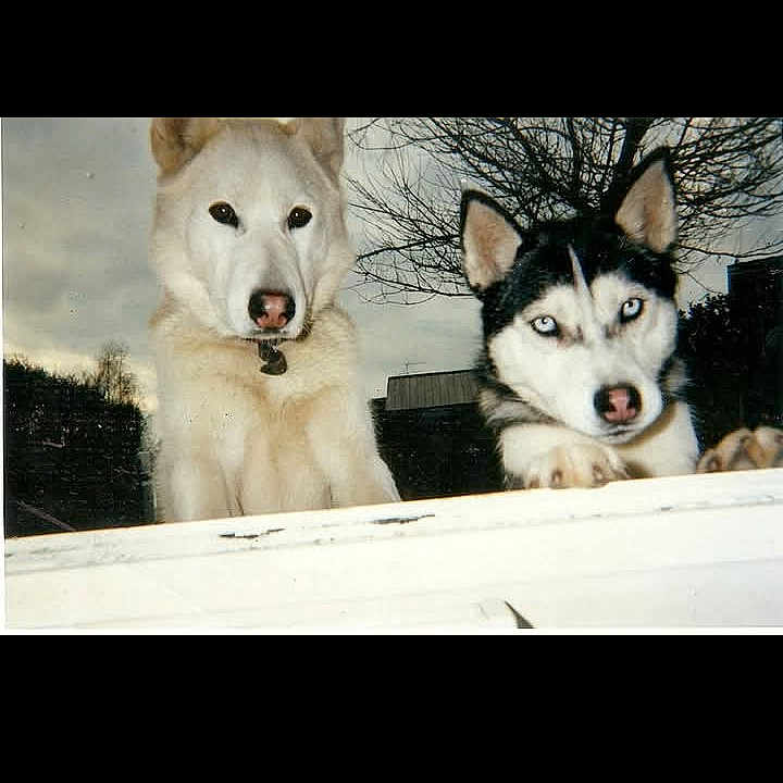 Orky Et Cindy a rejoint le concours — aidez-le/la à gagner de superbes lots ! animal, blue_eyes, canine, cloudy_sky, companions, curious, dog, ears, fur, husky, looking, nature, nose, outdoor, pets, playful, tree, two_dogs, white_dog, winter