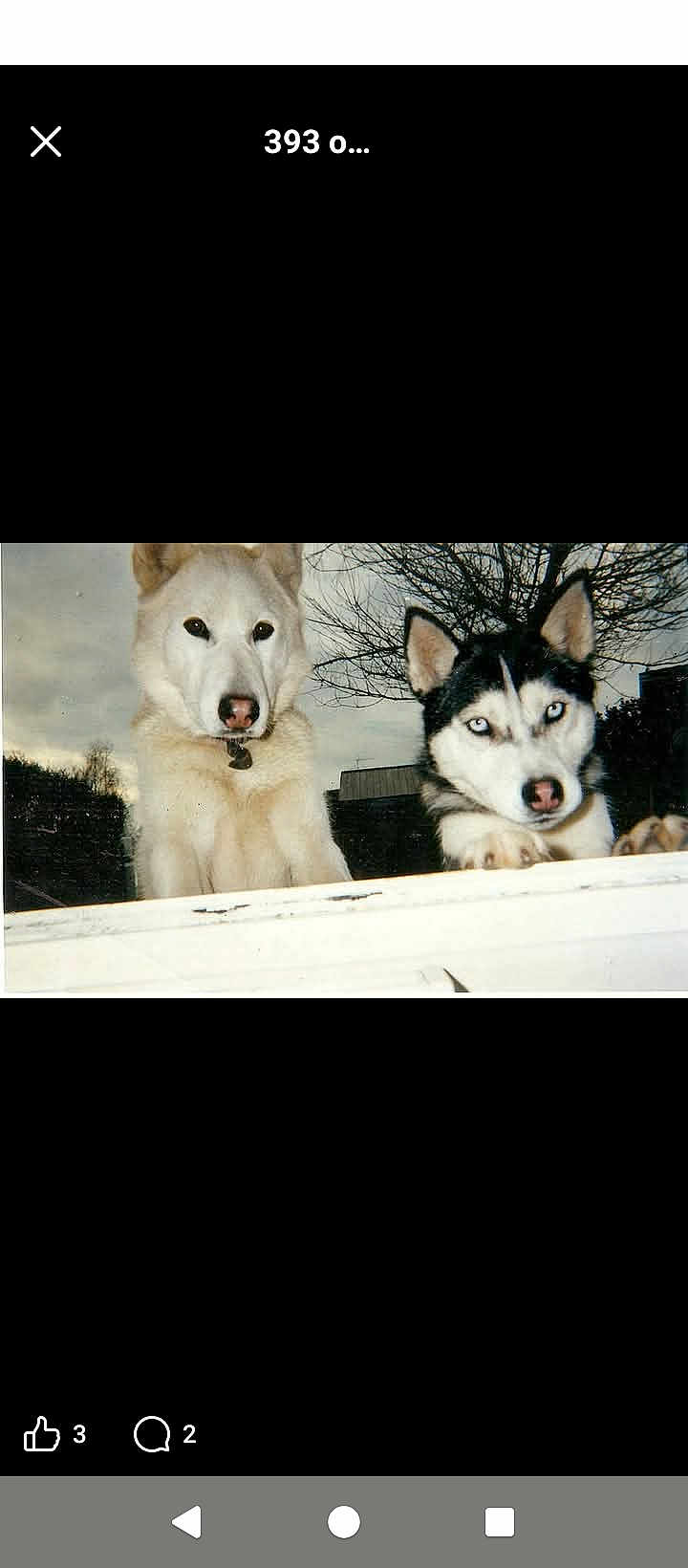 Orky Et Cindy a rejoint le concours — aidez-le/la à gagner de superbes lots ! animal, blue_eyes, canine, cloudy_sky, companions, curious, dog, ears, fur, husky, looking, nature, nose, outdoor, pets, playful, tree, two_dogs, white_dog, winter