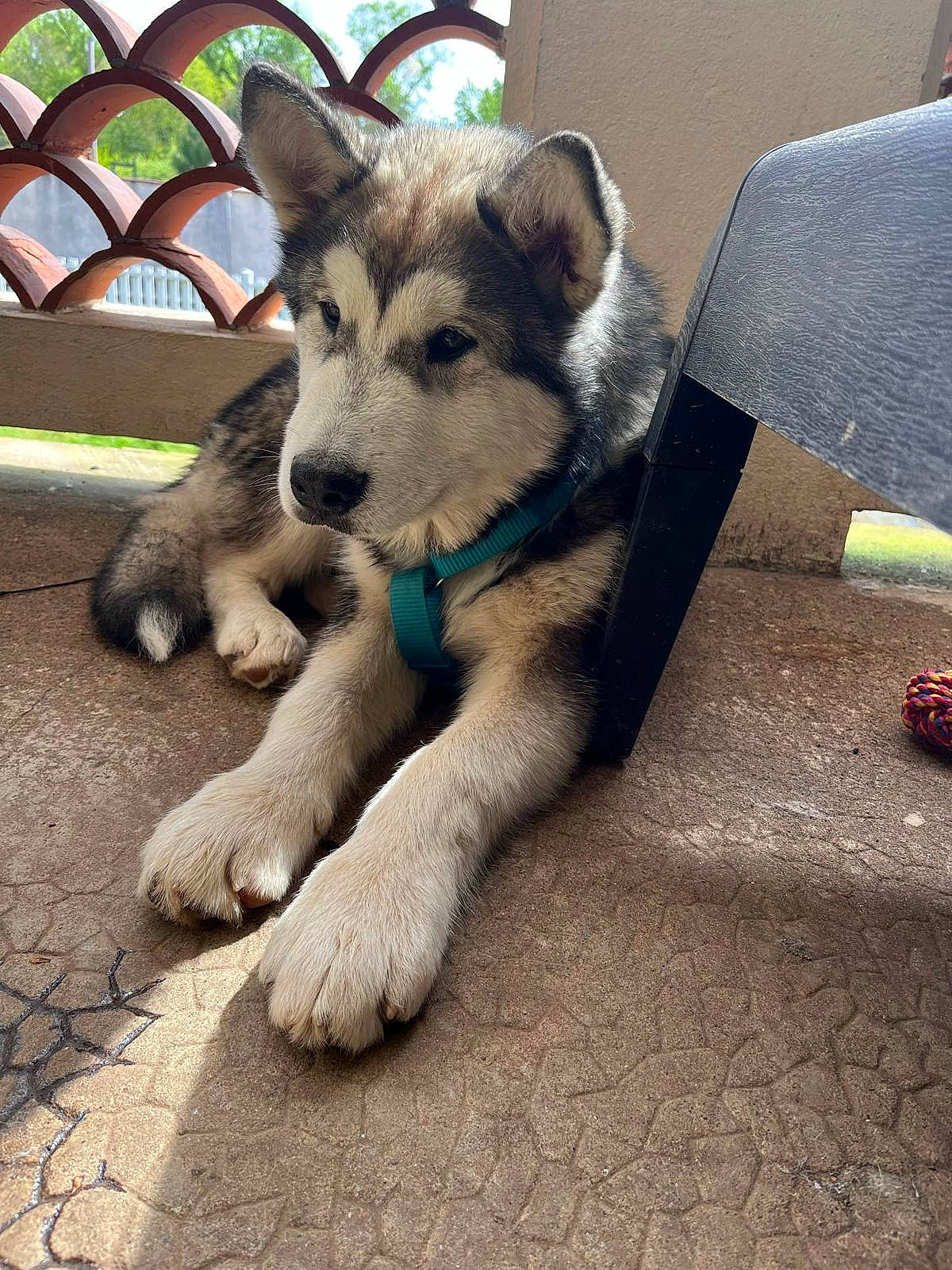 Rocket a rejoint le concours — aidez-le/la à gagner de superbes lots ! ancient_dog_breeds, canidae, canis, carnivore, companion_dog, dog, dog_breed, fawn, foot, fur, paw, siberian_husky, sled_dog, snout, sporting_group, tail, terrestrial_animal, wolf, working_animal, working_dog