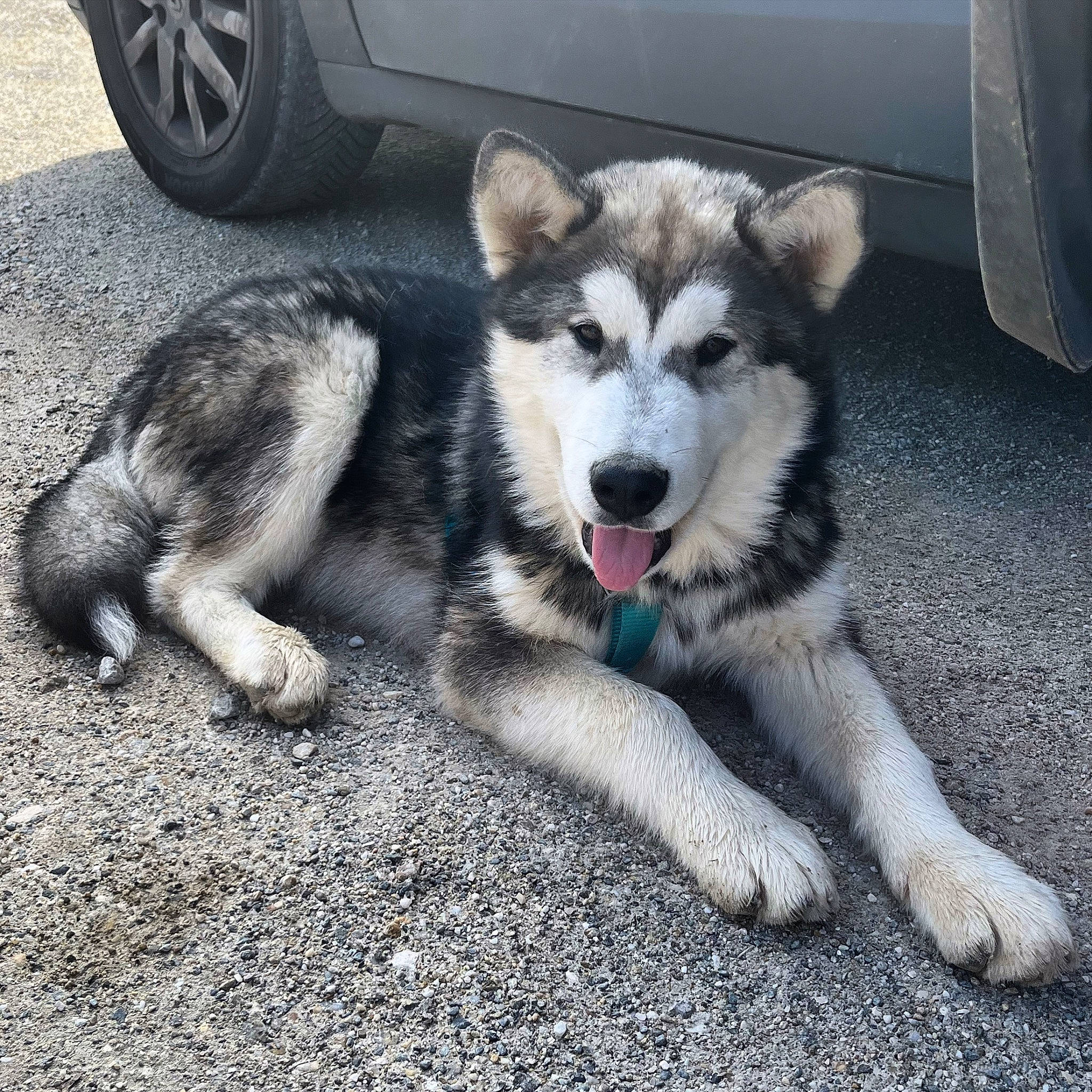 Rocket a rejoint le concours — aidez-le/la à gagner de superbes lots ! automotive_tire, automotive_wheel_system, car, carnivore, dog, dog_breed, fender, foot, fur, motor_vehicle, road_surface, siberian_husky, sled_dog, terrestrial_animal, tire, vehicle, vehicle_door, wheel, working_dog