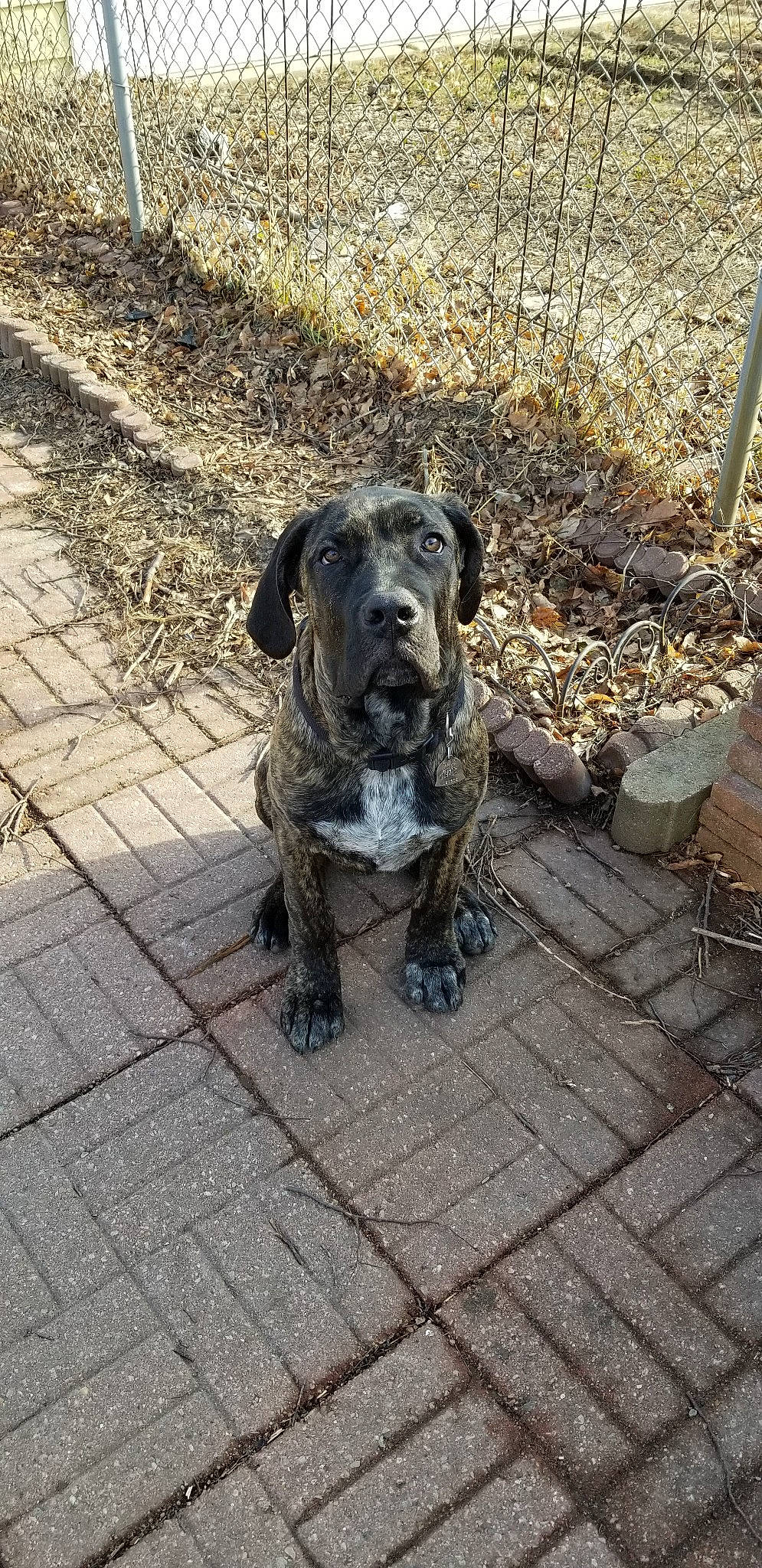 Rome joined the competition — help win amazing prizes! alaunt, bandog, cane_corso, canidae, carnivore, dog, dog_breed, dogo_sardesco, fawn, guard_dog, mammal, molosser, non_sporting_group, perro_de_presa_canario, rare_breed_dog, sporting_group, vertebrate, working_dog