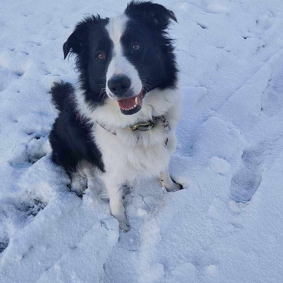 Anya a rejoint le concours — aidez-le/la à gagner de superbes lots ! animal, blizzard, bodypart, canine, collie, dog, eskimodog, footprint, husky, leash, mouth, nature, outdoors, person, pet, puppy, saintbernard, snout, snow, winter
