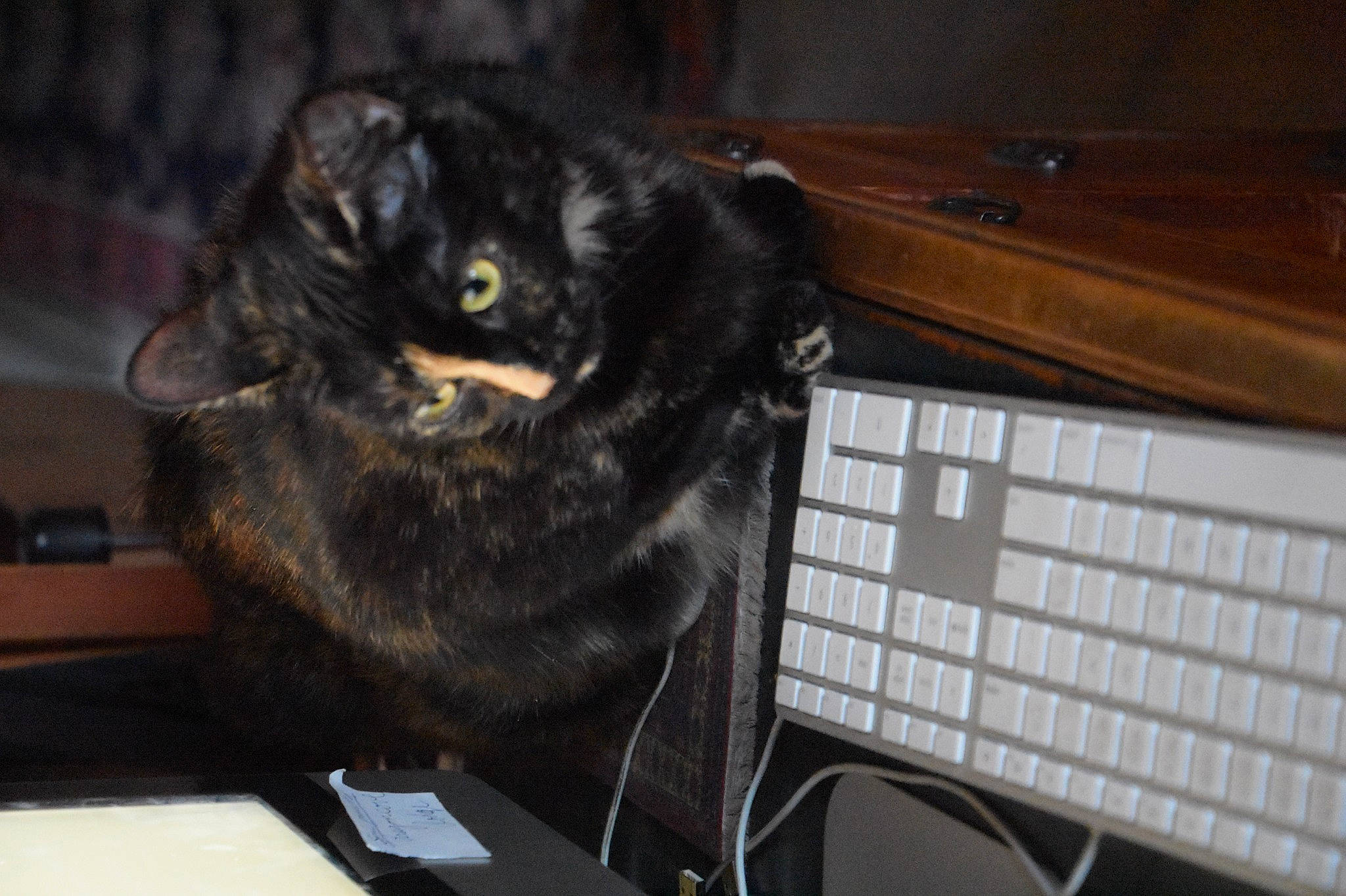 Ella joined the competition — help win amazing prizes! black_cat, bombay, carnivore, cat, claw, computer, computer_keyboard, domestic_short_haired_cat, felidae, fur, input_device, office_equipment, peripheral, personal_computer, small_to_medium_sized_cats, snout, space_bar, tail, whiskers, wood