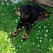 Arya a rejoint le concours — aidez-le/la à gagner de superbes lots ! animal, black, cute, daisies, dog, flowers, garden, grass, greenery, laying_down, nature, outdoor, pet, plant_pot, puppy, relaxing, sunlight, tan, wood, young
