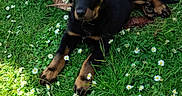 Arya a rejoint le concours — aidez-le/la à gagner de superbes lots ! animal, black, cute, daisies, dog, flowers, garden, grass, greenery, laying_down, nature, outdoor, pet, plant_pot, puppy, relaxing, sunlight, tan, wood, young