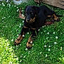 animal, black, cute, daisies, dog, flowers, garden, grass, greenery, laying_down, nature, outdoor, pet, plant_pot, puppy, relaxing, sunlight, tan, wood, young