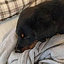 Arya a rejoint le concours — aidez-le/la à gagner de superbes lots ! animal, black, blanket, brown, canine, comfort, couch, cozy, dog, fur, home, indoor, nap, pet, plaid, relaxed, resting, sleeping, snuggled, soft