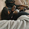 Arya participe au concours pour gagner de l'argent avec cette photo : animal, black_and_tan, blanket, canine, comfort, couch, cozy, dog, fur, furniture, home, indoor, laying_down, living_room, paw, pet, pillow, relaxed, resting, rottweiler