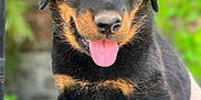 Arya participe au concours pour gagner de l'argent avec cette photo : animal, black_and_tan, blurred_background, canine, close_up, cute, dog, domestic_animal, friendly, fur, happy, nature, outdoor, pet, portrait, puppy, rottweiler, sitting, tongue_out, young