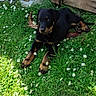 animal, black_dog, cute, dog, flowers, garden, grass, greenery, leaf, nature, outdoor, pet, plant_pot, puppy, resting, summer, sunlight, tan_markings, wooden_fence, young_dog