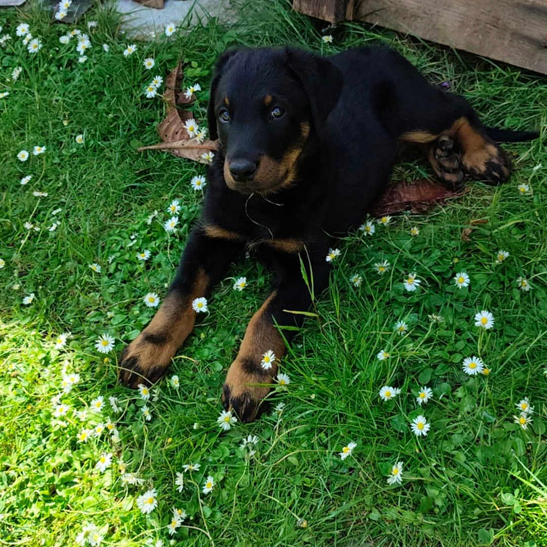 Arya