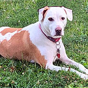 Scout is registered to the contest to win money with this photo: dog, canine, pet, collar, grass, outdoor, animal, nature, lying_down, white, tan, ears, nose, paw, tag, field, summer, daylight, fur, relaxed