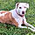 Scout