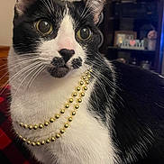 Mini is registered to the contest to win money with this photo: animal, beaded_necklace, black_and_white, cat, close_up, cozy, curious, decor, domestic_cat, ears, feline, fur, furniture, household, indoor, looking_away, muzzle, pet, portrait, whiskers