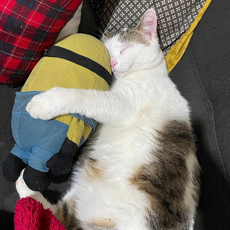 Whisky participe au concours pour gagner de l'argent avec cette photo : animal, backpack, bag, blanket, cat, clothing, couch, cushion, furniture, glove, homedecor, indoors, kitten, manx, pants, person, pet, photography, pillow, sleeping