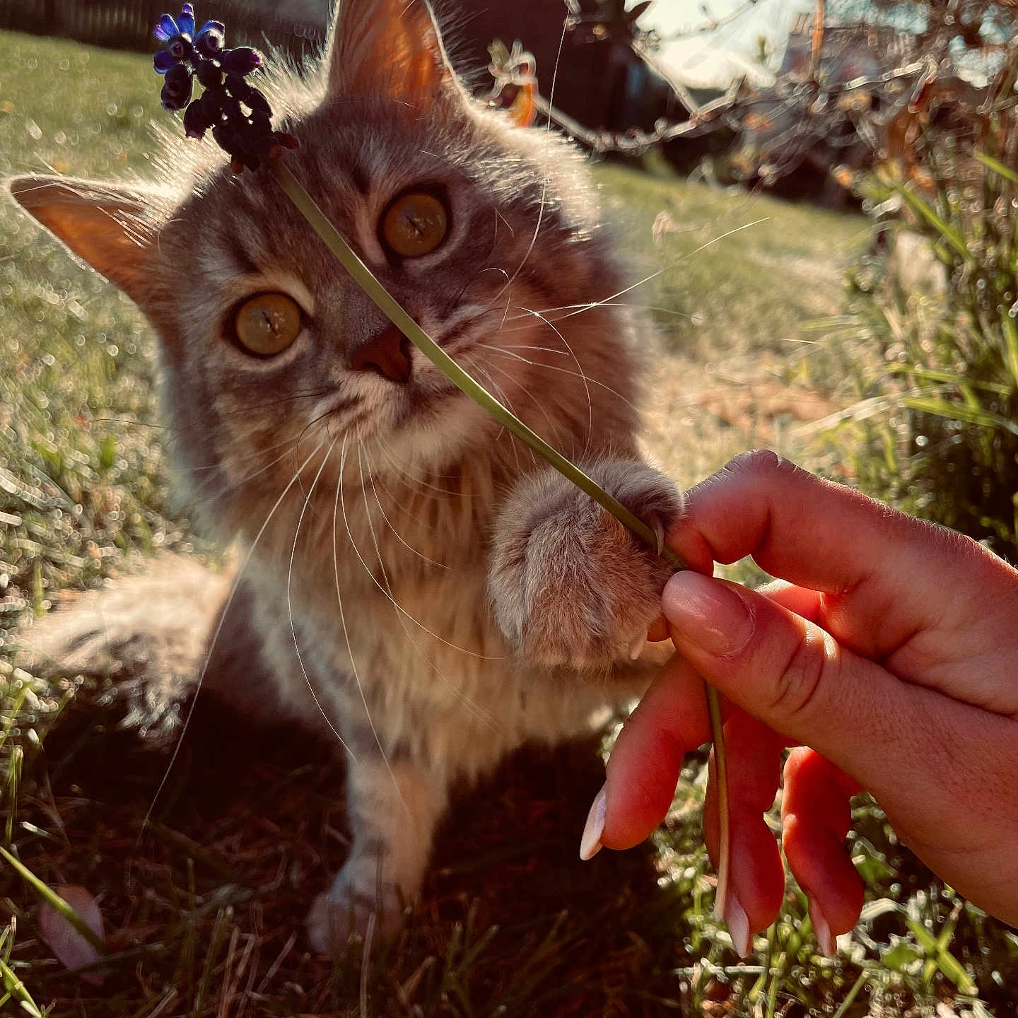 Sky a rejoint le concours — aidez-le/la à gagner de superbes lots ! abyssinian, alloywheel, animal, baby, bodypart, car, cat, face, finger, flower, grass, hand, head, kitten, manx, person, pet, photography, plant, portrait