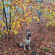 Taho participe au concours pour gagner de l'argent avec cette photo : animal, autumn, belgian_malinois, brown, canine, dog, fall, fog, forest, happy, leaves, nature, orange, outdoor, pet, seasonal, sitting, tongue_out, tree, yellow