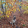 animal, autumn, belgian_malinois, brown, canine, dog, fall, fog, forest, happy, leaves, nature, orange, outdoor, pet, seasonal, sitting, tongue_out, tree, yellow