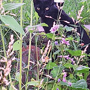 Phantom joined the competition — help win amazing prizes! animal, black_cat, cat, curious, cute, eyes, flower, foliage, garden, grass, greenery, mammal, nature, outdoor, pet, plant, purple_flower, small, stealthy, wildlife