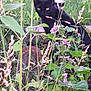 animal, black_cat, cat, curious, cute, eyes, flower, foliage, garden, grass, greenery, mammal, nature, outdoor, pet, plant, purple_flower, small, stealthy, wildlife