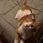 Odin joined the competition — help win amazing prizes! cat, orange, white, bed, blanket, fur, pet, whiskers, cute, animal, domestic, indoor, relaxed, looking_up, paws, ears, tail, mammal, sleepy, cozy