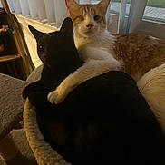 Orange And Bird is registered to the contest to win money with this photo: cat, cats, black_cat, orange_cat, pet, feline, indoor, cozy, hug, cat_bed, window, blinds, animal, companionship, cute, resting, fur, domestic, snuggling, warm