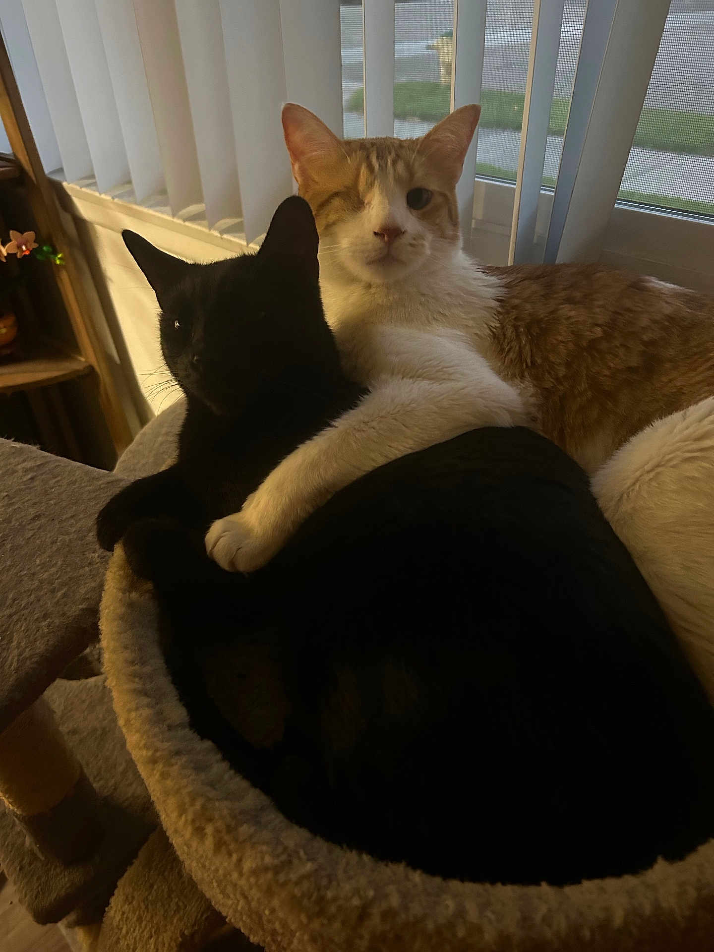 Orange And Bird is registered to the contest to win money with this photo: cat, cats, black_cat, orange_cat, pet, feline, indoor, cozy, hug, cat_bed, window, blinds, animal, companionship, cute, resting, fur, domestic, snuggling, warm