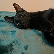 Rhiannon joined the competition — help win amazing prizes! animal, black_cat, blanket, cat, close_up, cozy, cute, ears, eyes, face, feline, fur, indoor, lying_down, pet, relaxed, resting, soft_texture, teal, whiskers