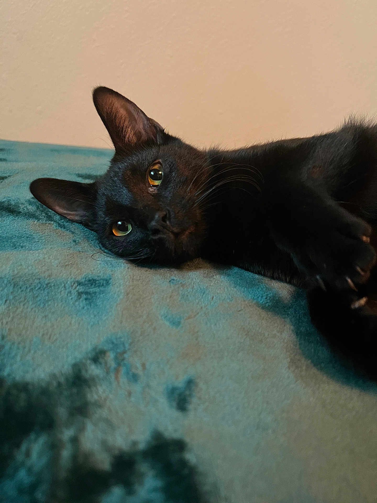 Rhiannon joined the competition — help win amazing prizes! animal, black_cat, blanket, cat, close_up, cozy, cute, ears, eyes, face, feline, fur, indoor, lying_down, pet, relaxed, resting, soft_texture, teal, whiskers